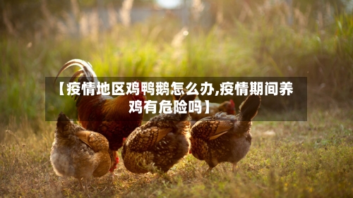【疫情地区鸡鸭鹅怎么办,疫情期间养鸡有危险吗】